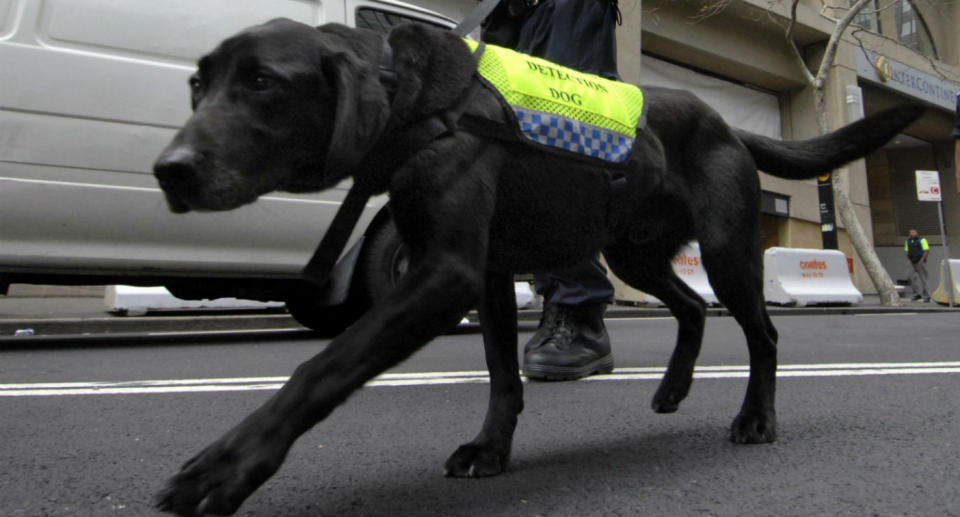 Ticket holders were turned away from the festival if sniffer dogs reacted negatively towards them. Source: Getty Images