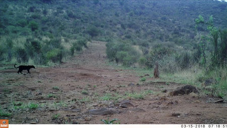 Black leopard is seen in Lorok, Laikipia County, Kenya, March 15, 2018 in this still image taken from a social media video obtained February 13, 2019. San Diego Zoo Global via REUTERS