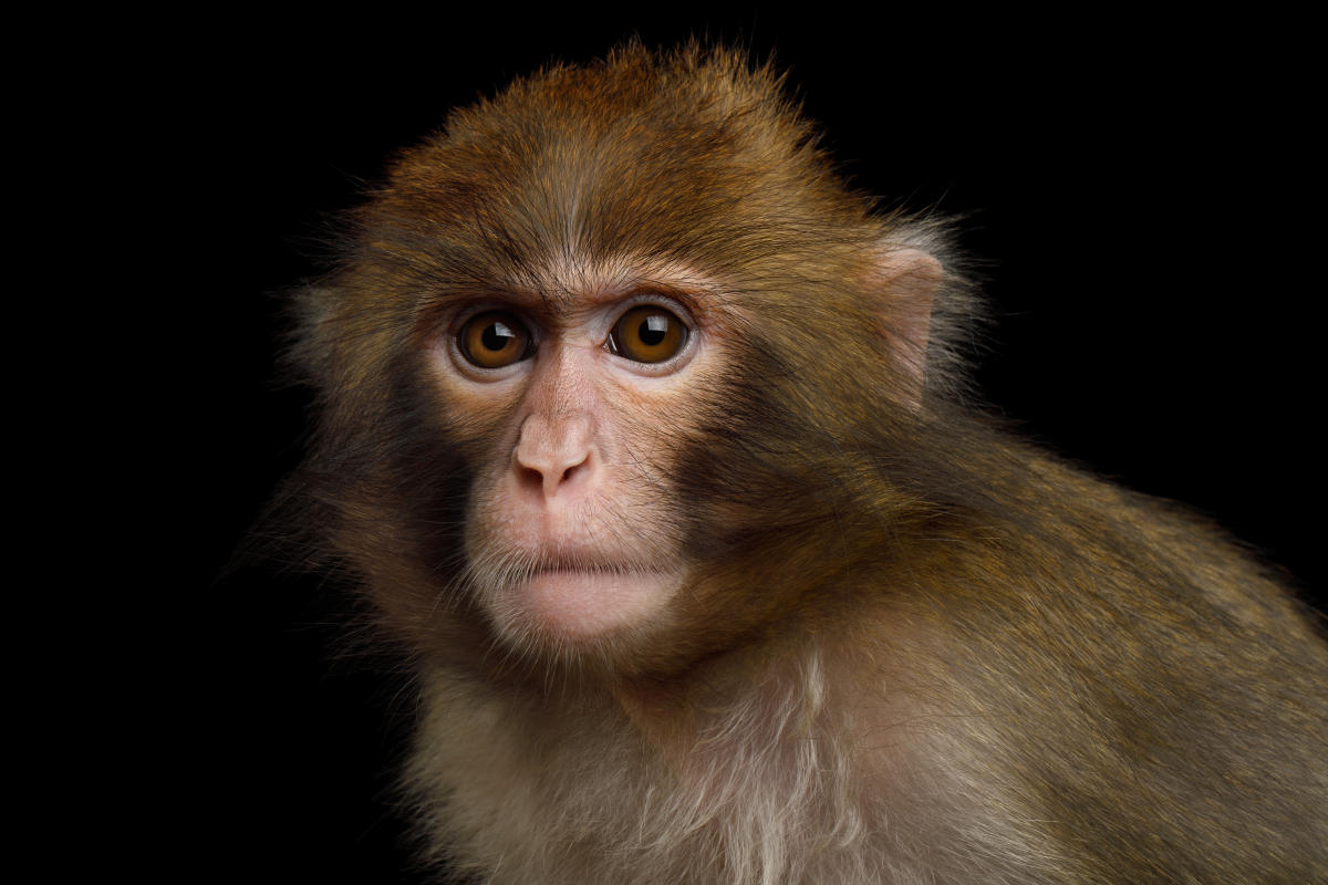 Humans and monkeys 'think in the same way' new study shows