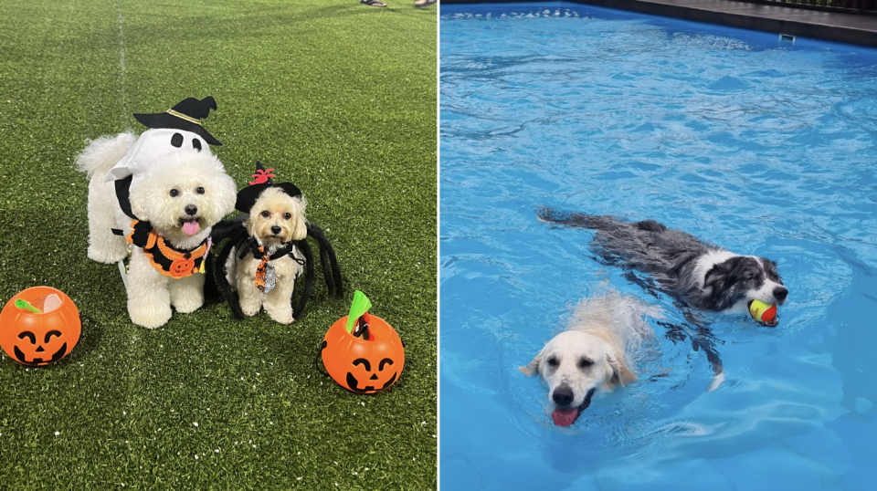 Dogs in halloween costume (left) and dogs swimming in hydro pool (Photos: The Oasis Singapore)