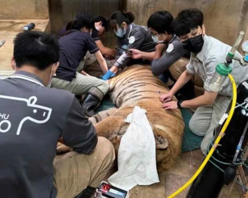 新竹動物園來福去年12月下旬經評估執行安樂死。（圖：動物園官網）