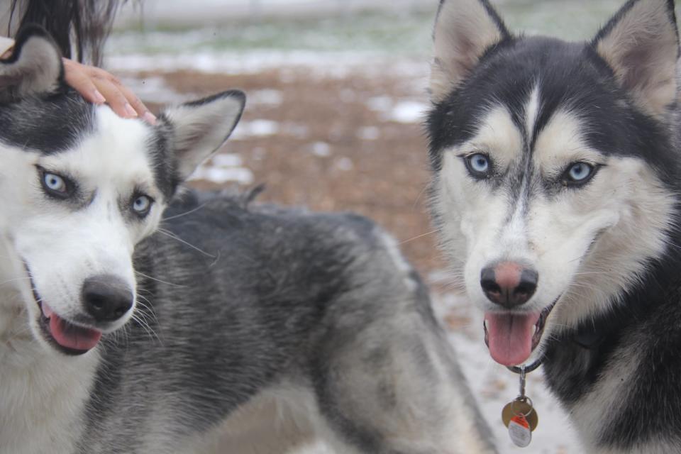 It was a dream come true for some of Windsor's huskies: Two huskie owners, brought their dogs, Pax, Storm and Boston out to the dog park to take in some of the snow.