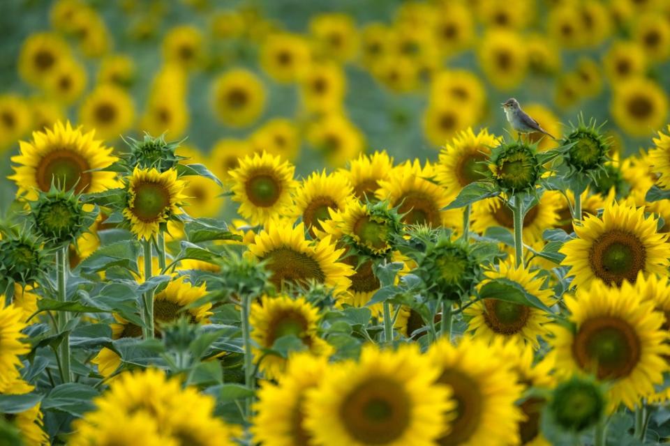 Sunflower songbird was awarded the Young Wildlife Photographer of the Year:11-14 Years Award (Andres Luis Dominguez Blanco/Wildlife Photographer of the Year/PA) (PA Wire)