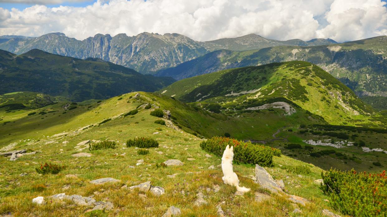 White dog sat looking at the mountains