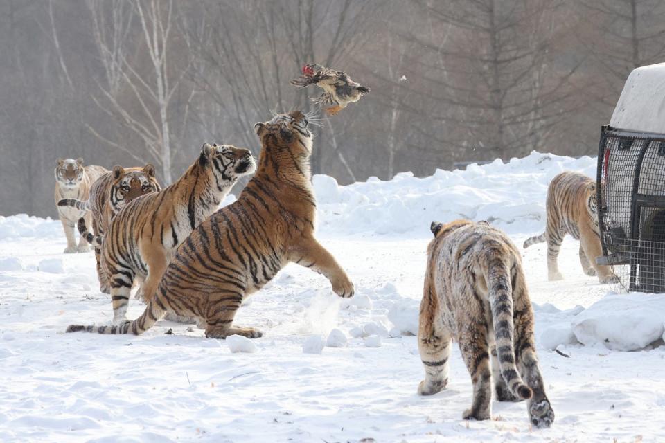 In this photo taken on December 17, 2023, Siberian tigers chase after a live chicken released into their enclosure after a snowfall at the Siberian Tiger Park in Hailin, in China's northeast Heilongjiang province (AFP via Getty Images)