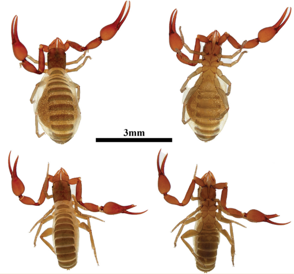 The new species, which appears like a scorpion, is actually not a scorpion at all and does not have a stinger with venom.