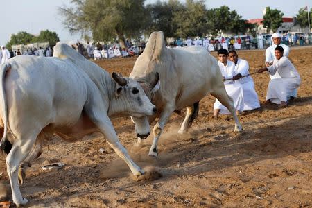 Men pull a rope to stop two bulls from locking horns during a bullfight in the eastern emirate of Fujairah October 17, 2014. REUTERS/Ahmed Jadallah