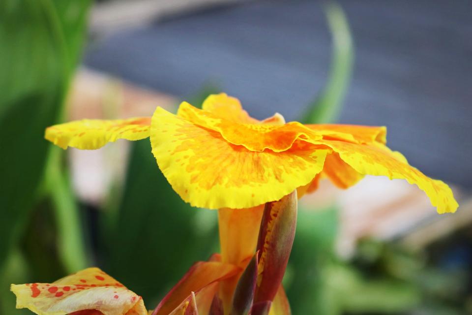 A canna in bloom at the Naples Botanical Garden. Taken with a Canon Rebel T6i at f5.6 and 1/800 sec.
