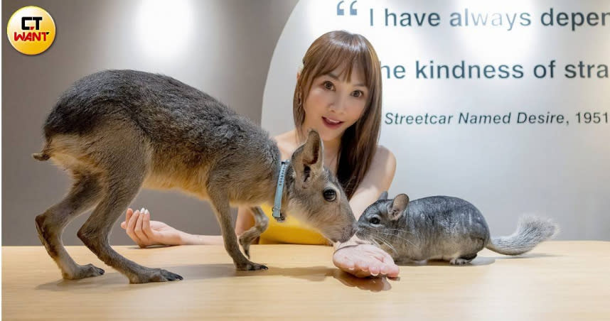 喜愛動物的王宥忻，帶著家中新成員龍貓「Jamie」與兔豚鼠「Nana」一同入鏡受訪。（圖／焦正德攝）