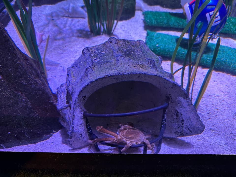 SEA LIFE New Jersey’s spider crab will either be named Brock, after Brock Purdy of the San Francisco 49ers or Patrick after Patrick Mahomes of the Kansas City Chiefs.