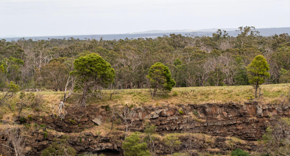 Parts of Budj Bim still appear to be healthy. Source: Creative Cowboy Films/Andrea Hylands