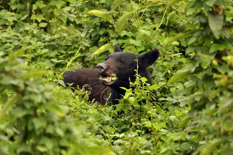 There are an estimated nearly 2,000 black bears in the Great Smoky Mountains National Park, which is a bear sanctuary.