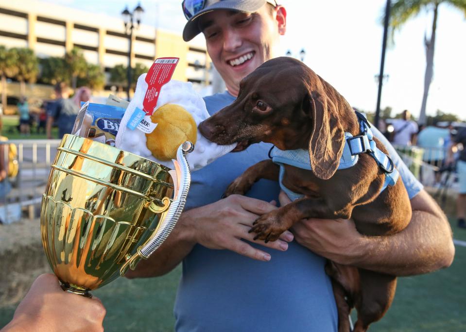 The winner of the wiener dog race, Oscar, grabs a toy from his first place trophy during the City of Port St. Lucie's annual Oktoberfest celebration, Saturday, Oct. 1, 2022, at the MIDFLORIDA Credit Union Event Center in Port St. Lucie.