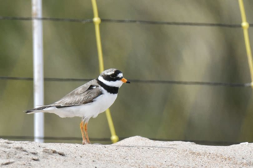 Ringed plover in a nest protection area