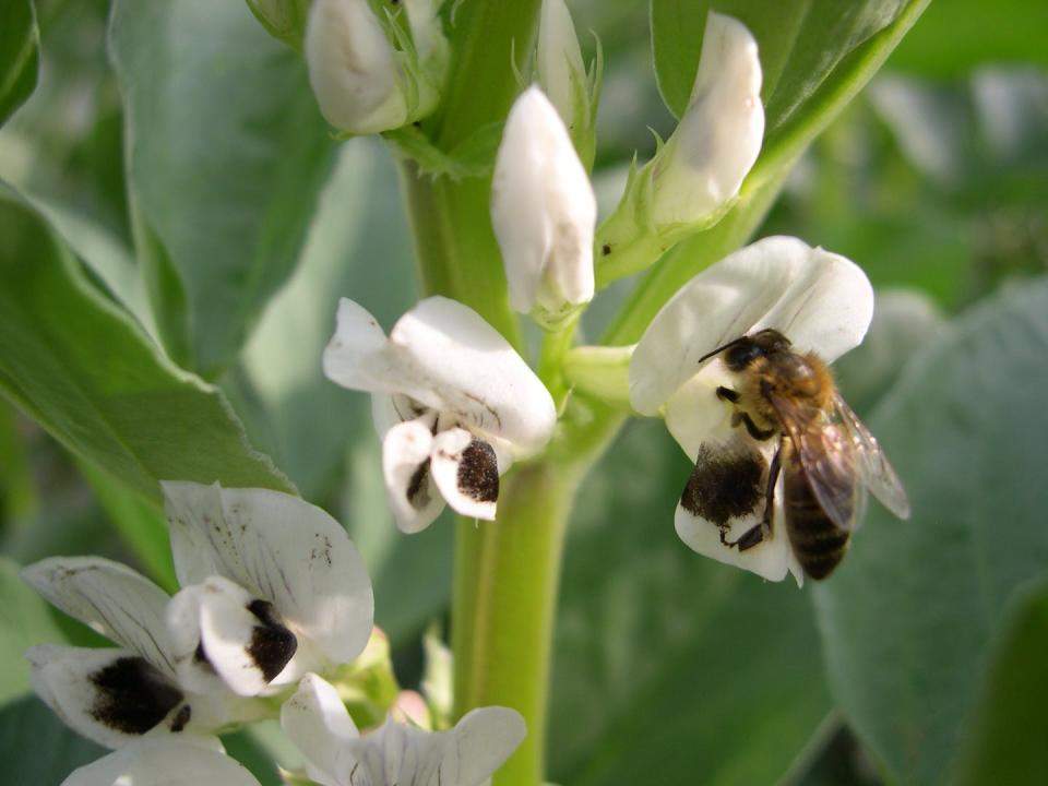 Fleur de pois pollinisée. INRAE, Fourni par l'auteur