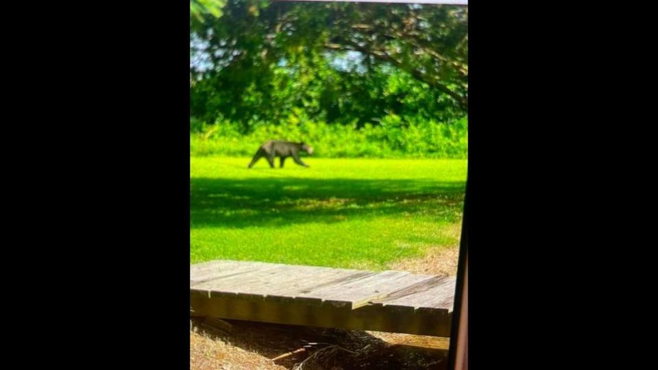 The Carrier Mills Police Department has posted this photo of an apparent black bear seen in the town earlier this month.
