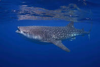 <b>Best Student Entry</b><br> Kyra Hartog for the picture of Whale shark, Rhincodon typus (Isla Mujeres, Mexico)