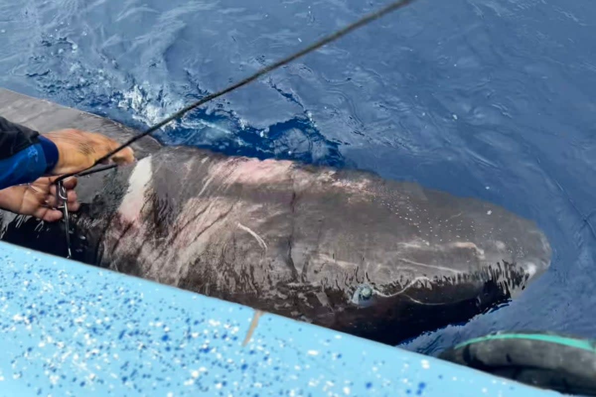 The Greenland shark was unexpectedly caught in deep waters off the coast of Belize (Devanshi Kasana)