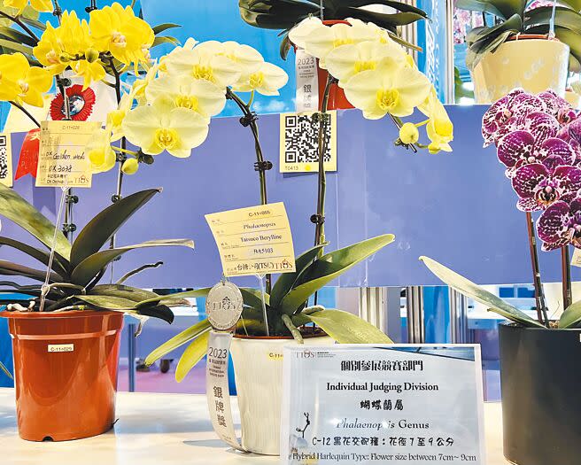 今年在台灣國際蘭展獲得銀牌獎的「台糖綠寶石」，延續去年蘭展冠軍花「台糖綠蘋果」清新脫俗的特色。（張毓翎攝）