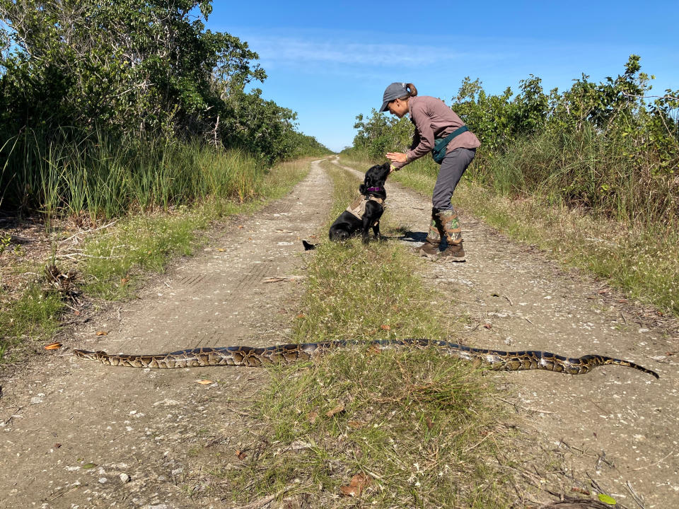 Dog handler Paula Ziadi, instructs Truman, after he tracked down an 8-foot-python, Tuesday, Dec. 8, 2020, in Miami-Dade County, Fla. The Florida Fish and Wildlife Conservation is beginning a new program to use dogs to sniff out invasive pythons. (Florida Fish and Wildlife Conservation Commission via AP)