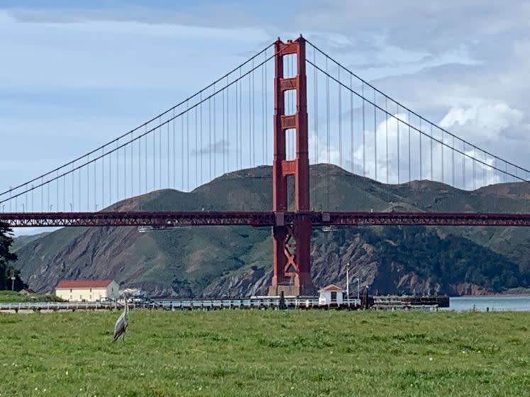 A lone heron enjoys the view at Chrissy Field in San Francisco on Tuesday, March 17, 2020.