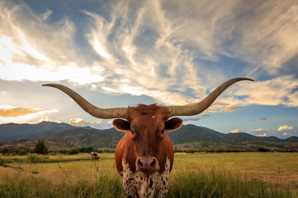 Texas longhorn