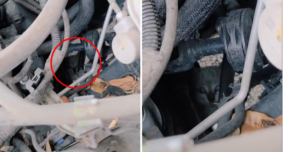 The woman found the kitten under the hood of her car. Source: TikTok