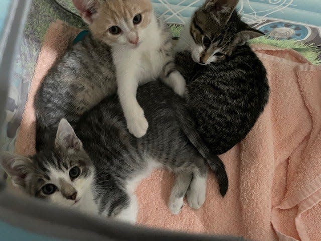 Jack, Frost, and Jolly from Treasure Fur-Ever Animal Rescue at their new foster home