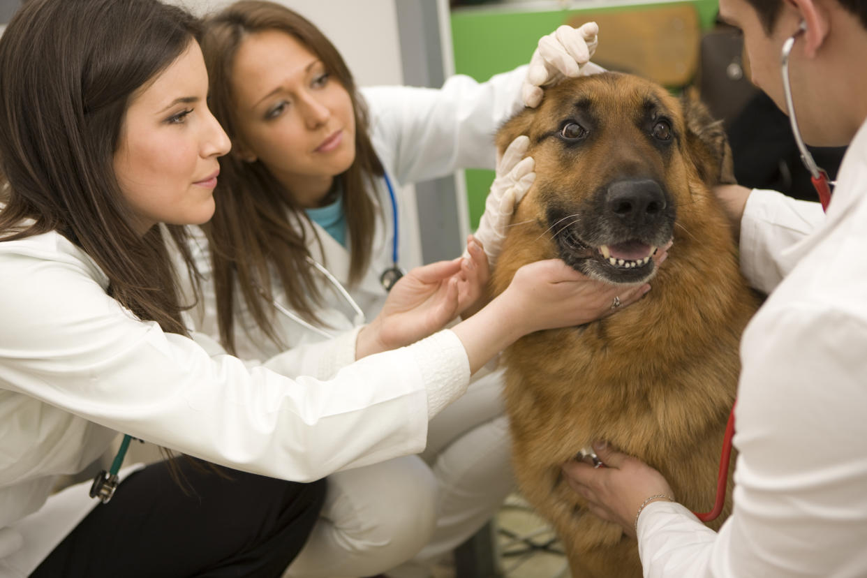 Un berger allemand entre de bonnes mains (illustration Getty Images)