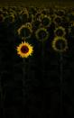 <p>A sunflower glows, whilst facing the opposite direction from others, in this photograph captured by Larissa Schlarb.</p>