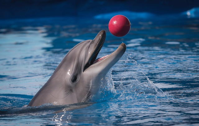 A dolphin plays with a red ball during a training session in the dolphinarium in Sevastopol in 2014.