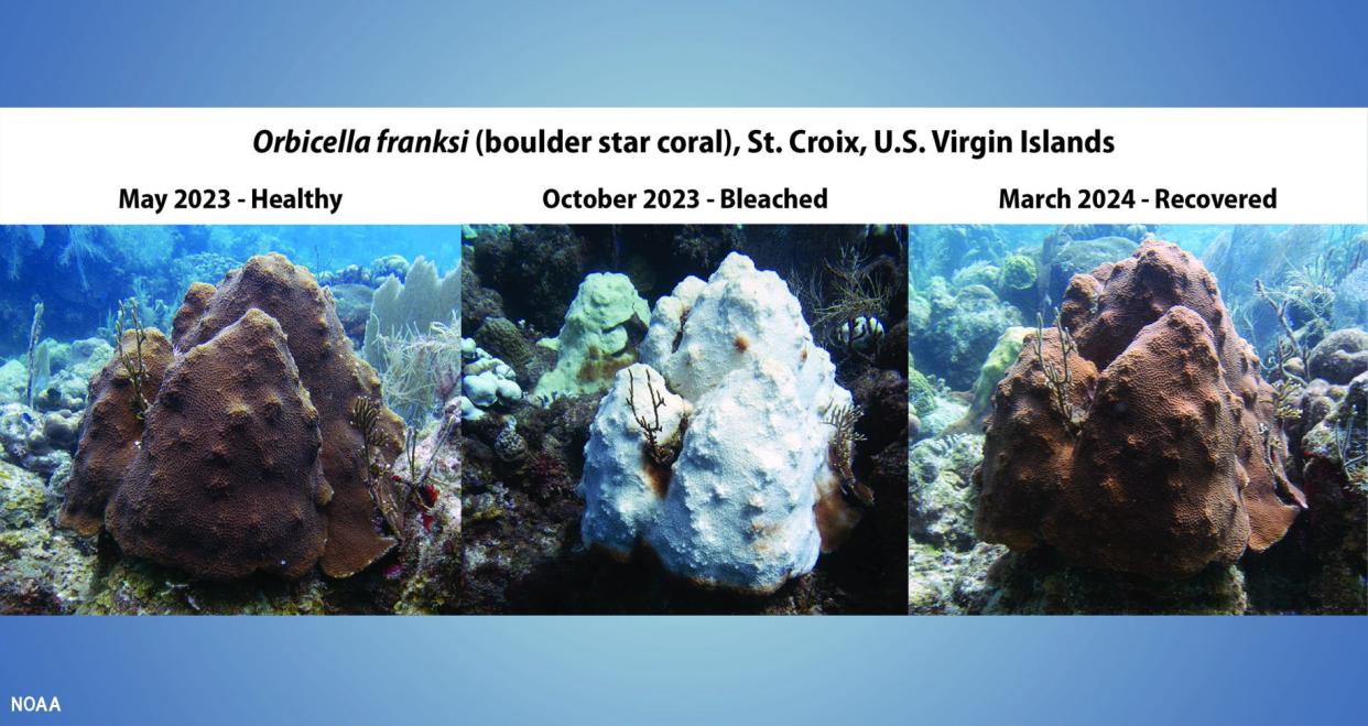 A three-panel photo illustration shows a boulder star coral in St. Croix, U.S. Virgin Islands during a heat stress event last summer as it experienced bleaching and then recovered.