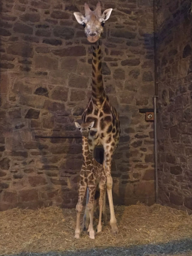 Beautiful rare Rothschild giraffe born on Boxing Day at Chester Zoo