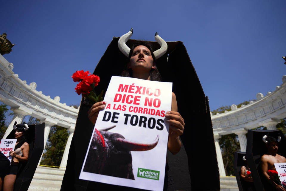 Members of the Anima Naturalis organization demonstrate inside coffins during a protest against bullfighting in front of the "Hemiciclo a Juarez" monument in Mexico City, on February 2, 2014. The placard reads "Mexico Says No to Bullfighting".  AFP PHOTO/Alfredo Estrella        (Photo credit should read ALFREDO ESTRELLA/AFP/Getty Images)