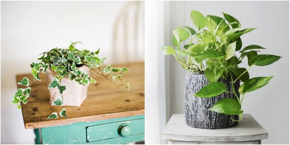 <p><strong><a href="https://www.housebeautiful.com/uk/garden/plants/a22048437/house-plants-cool-home-heatwave/" rel="nofollow noopener" target="_blank" data-ylk="slk:Houseplants;elm:context_link;itc:0;sec:content-canvas" class="link ">Houseplants</a> add colour, life and beauty into our <a href="https://www.housebeautiful.com/uk/lifestyle/property/a33217714/flat-pack-homes/" rel="nofollow noopener" target="_blank" data-ylk="slk:homes;elm:context_link;itc:0;sec:content-canvas" class="link ">homes</a>, but did you know that some of our favourites can be toxic if ingested?</strong><strong> From Devils Ivy to the Peace Lily, there are many plants that should be kept away from pets or young children. </strong></p><p>'<a href="https://www.housebeautiful.com/uk/garden/plants/a32204662/bring-outdoors-in/" rel="nofollow noopener" target="_blank" data-ylk="slk:Bringing the outdoors in;elm:context_link;itc:0;sec:content-canvas" class="link ">Bringing the outdoors in</a> has always been hugely popular. Not only do they brighten up the living space, and can feel therapeutic when caring from them, but they also improve air quality,' explain the team at <a href="https://www.clearitwaste.co.uk/" rel="nofollow noopener" target="_blank" data-ylk="slk:Clearitwaste.co.uk;elm:context_link;itc:0;sec:content-canvas" class="link ">Clearitwaste.co.uk</a>. 'However, although some plants help improve the quality of indoor air, they can also be poisonous without knowing.'</p><p>Not sure which ones to be careful of? Take a look at the 10 common houseplants which can be toxic if ingested..<br></p>