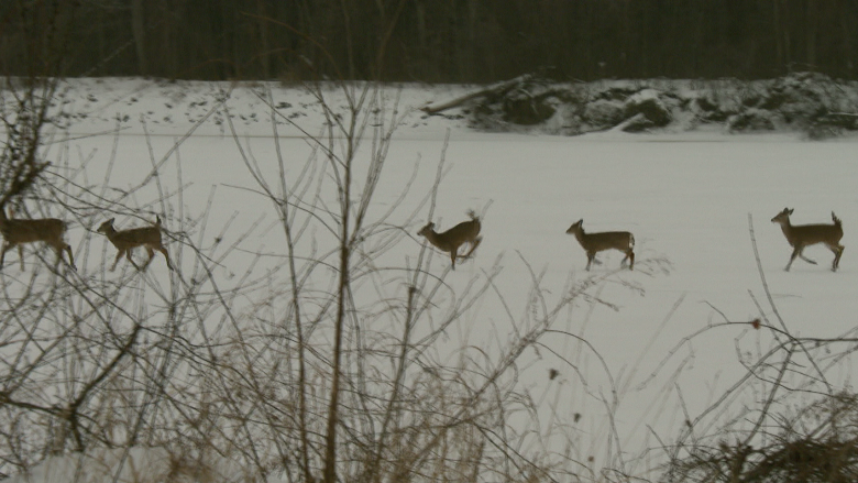 Deer population is 'catastrophically low,' biologist says