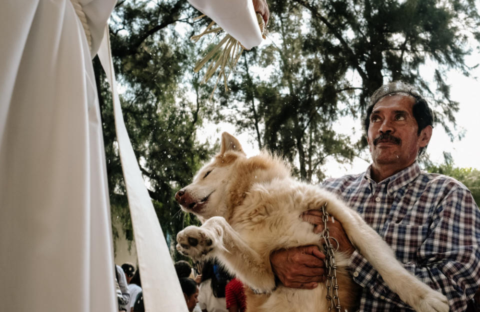 Blessing of animals in Mexico