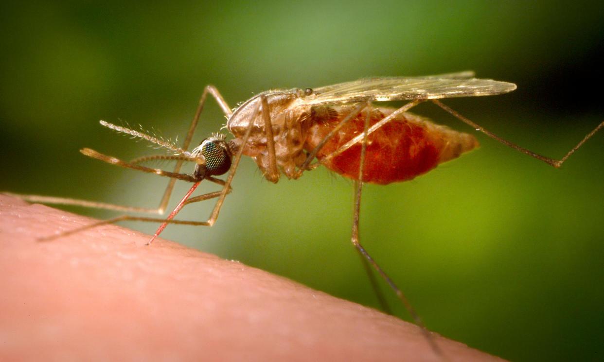 <span>A female anopheles mosquito. While males do not bite, Gupta suggested the study could be used to improve male traps to help control the spread of malaria.</span><span>Photograph: James Gathany/AP</span>