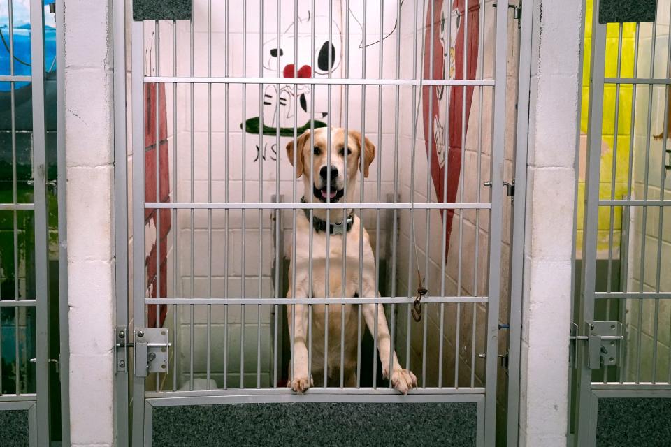 One of the 13 dogs brought to Rhode Island from Texas after Hurricane Beryl devastated an animal shelter there.