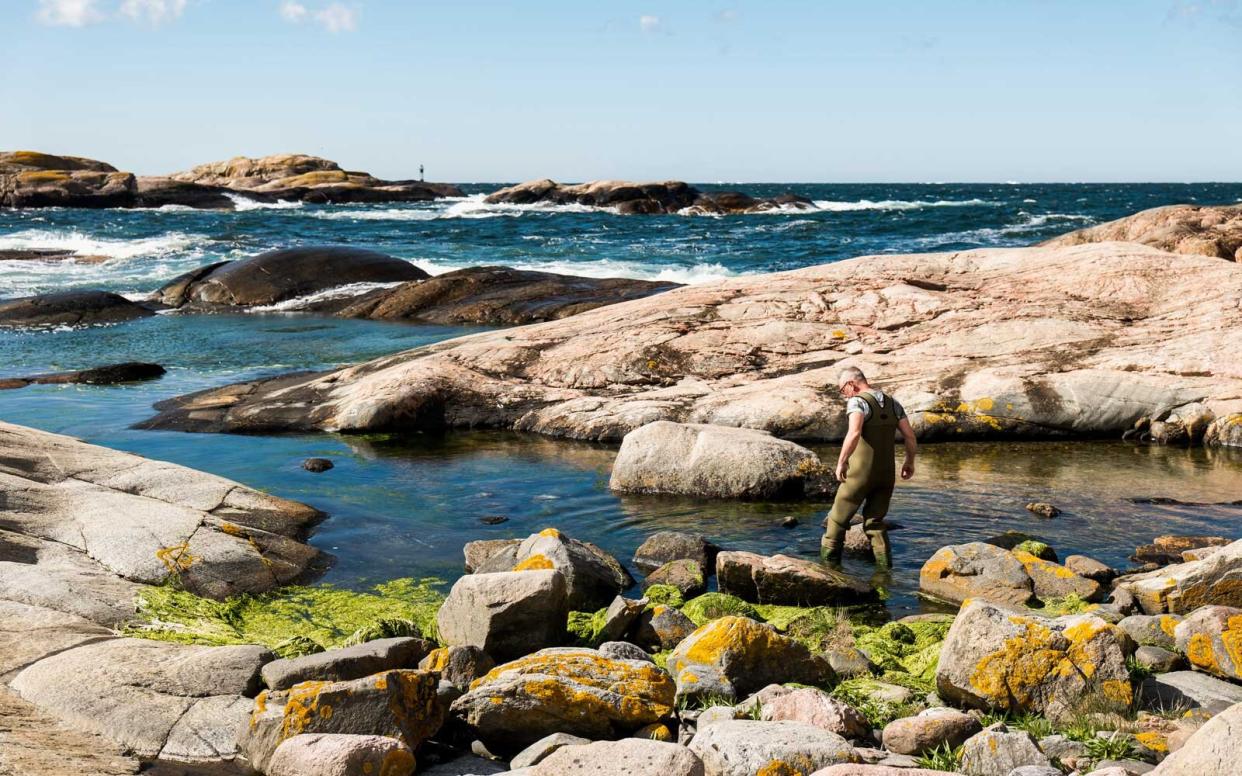 Seaweed and Seafood Safari in Sweden with Airbnb Experiences