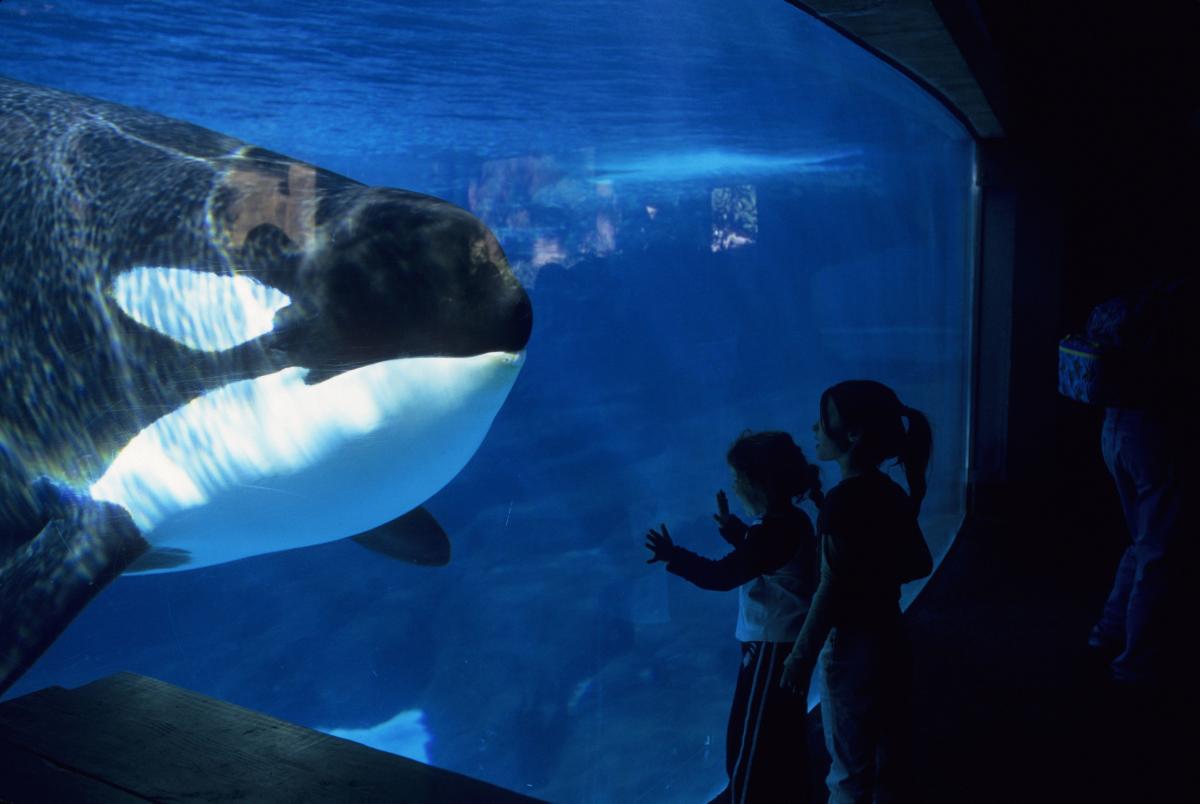 Seaworld Makes The Historic Decision To Stop Breeding Killer Whales
