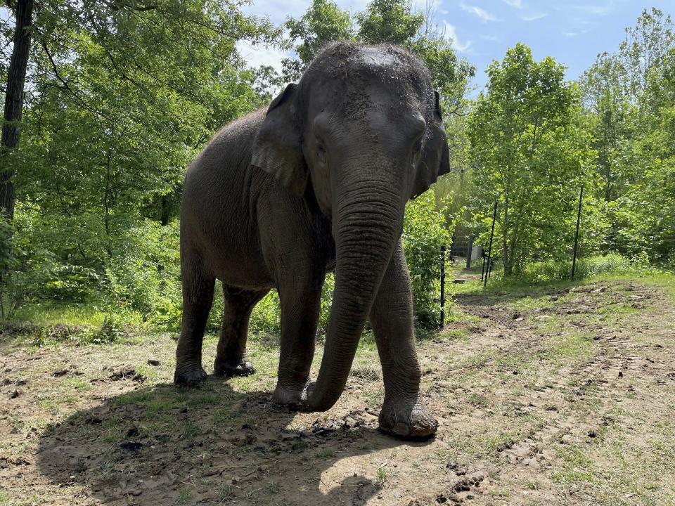 This undated photo shows Raja, the highly popular Asian elephant at the St. Louis Zoo in St. Louis, Mo. The elephant has lived at the zoo since his birth in 1992 and is being moved for breeding purposes to the Columbus Zoo and Aquarium in Ohio. (Louis Zoo via AP)