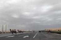 Camels cross a road in Ningxia