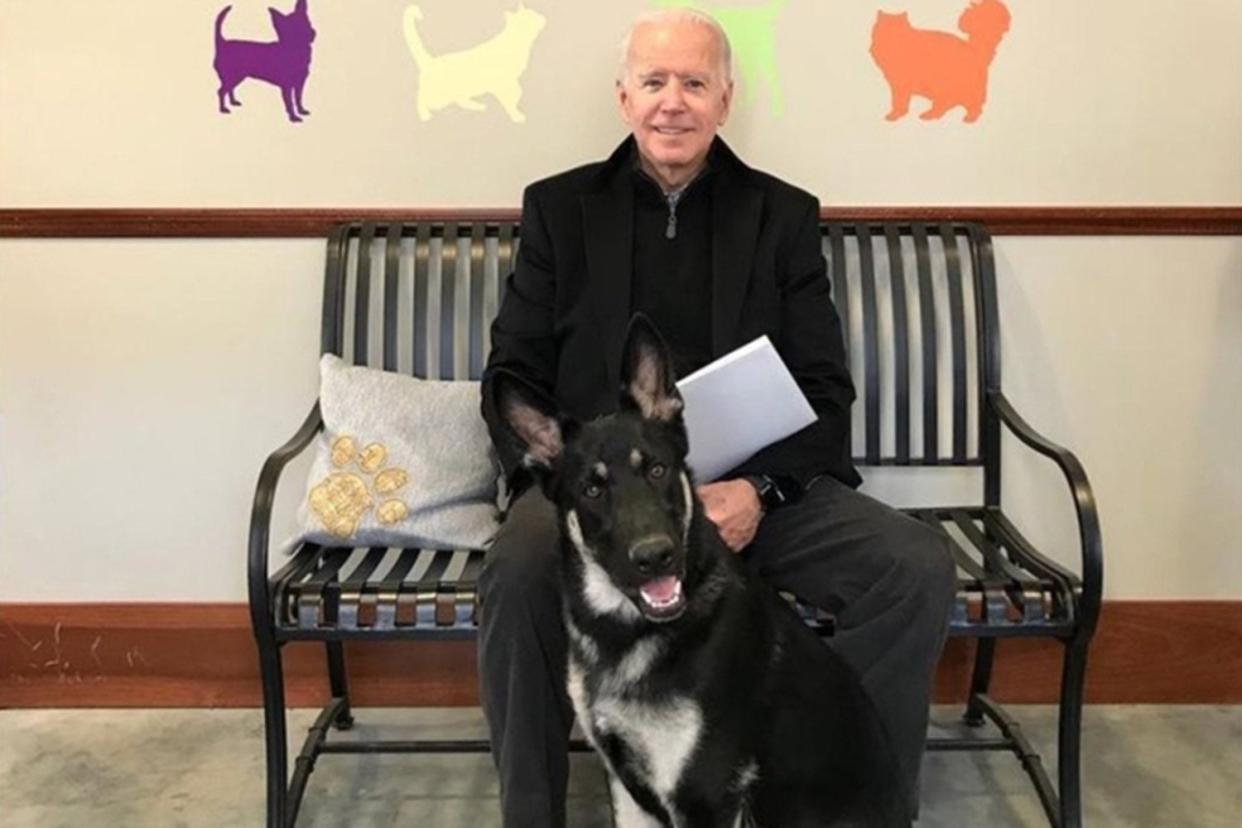 <p>Champ, Biden’s other dog, and Major moved into the presidential house in January</p> (Dekaware Humane Association)
