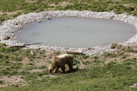 Bear Napa walks along a pond at the Arosa Baerenland sanctuary in the mountain resort of Arosa