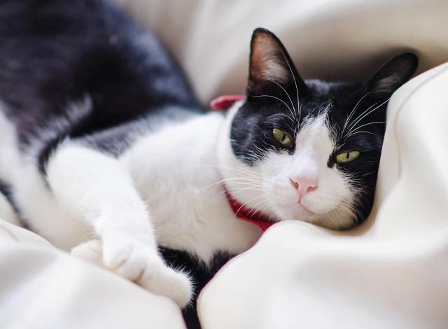 tuxedo kittens with blue eyes