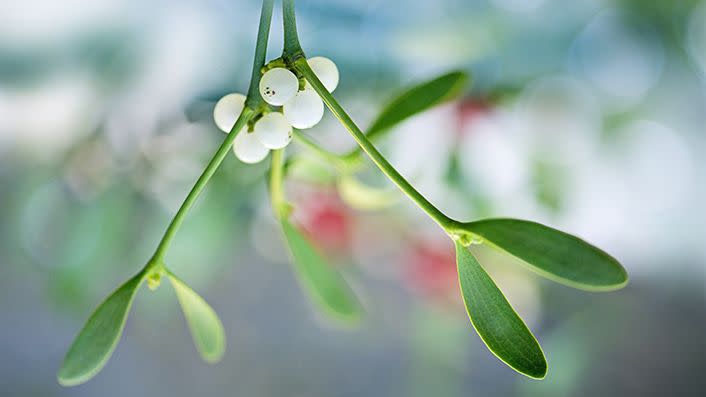 delicate green leaves and white berries of mistletoe plant for new year traditions in ireland