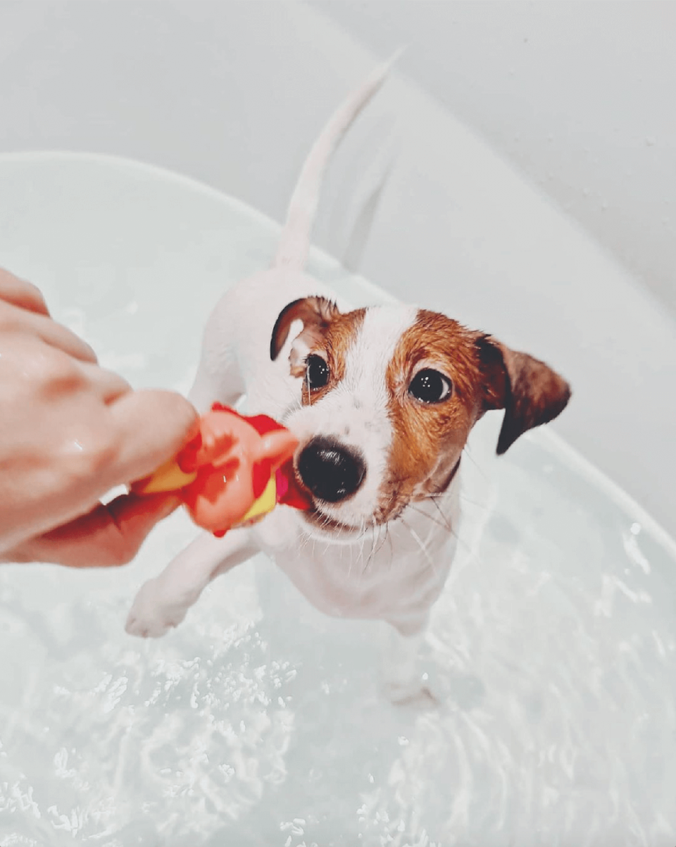 <p>Bath time is all fun and games for this gorgeous Jack Russell. </p>