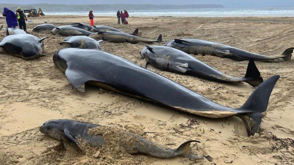 Whales stranded in Stornoway in 2023