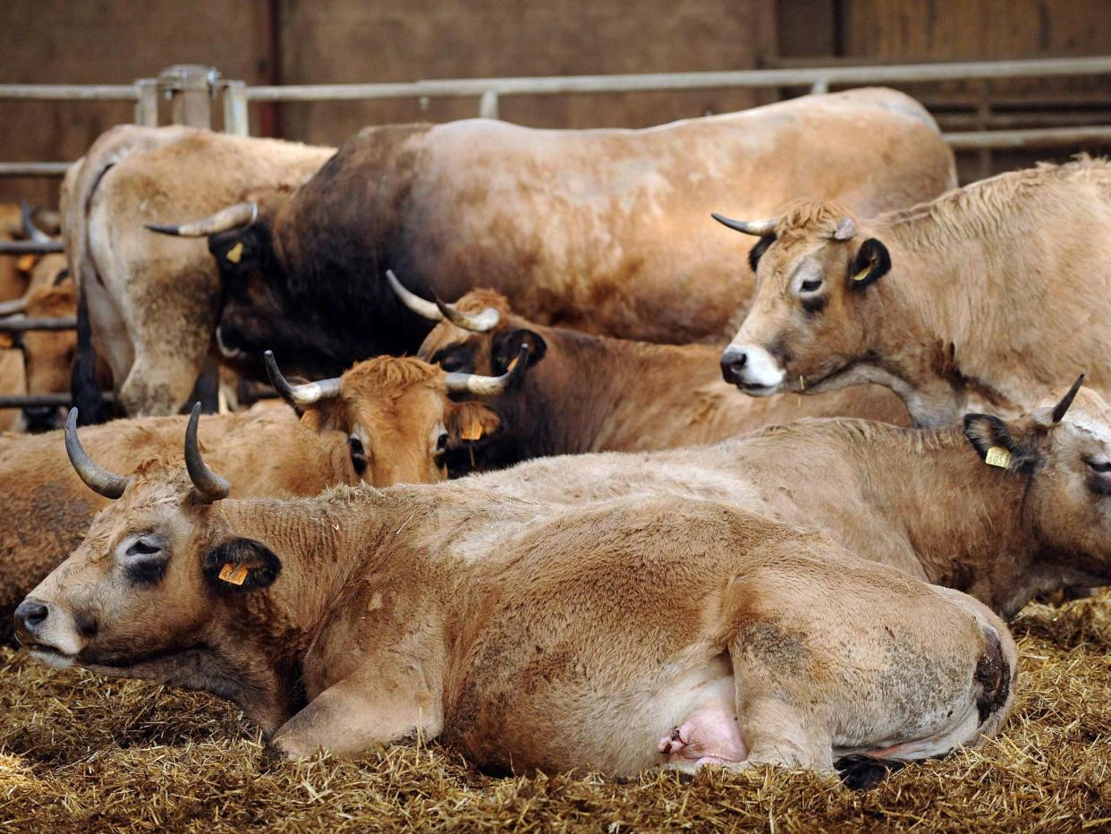 Cows lie down in a farm in France (AFP via Getty Images)